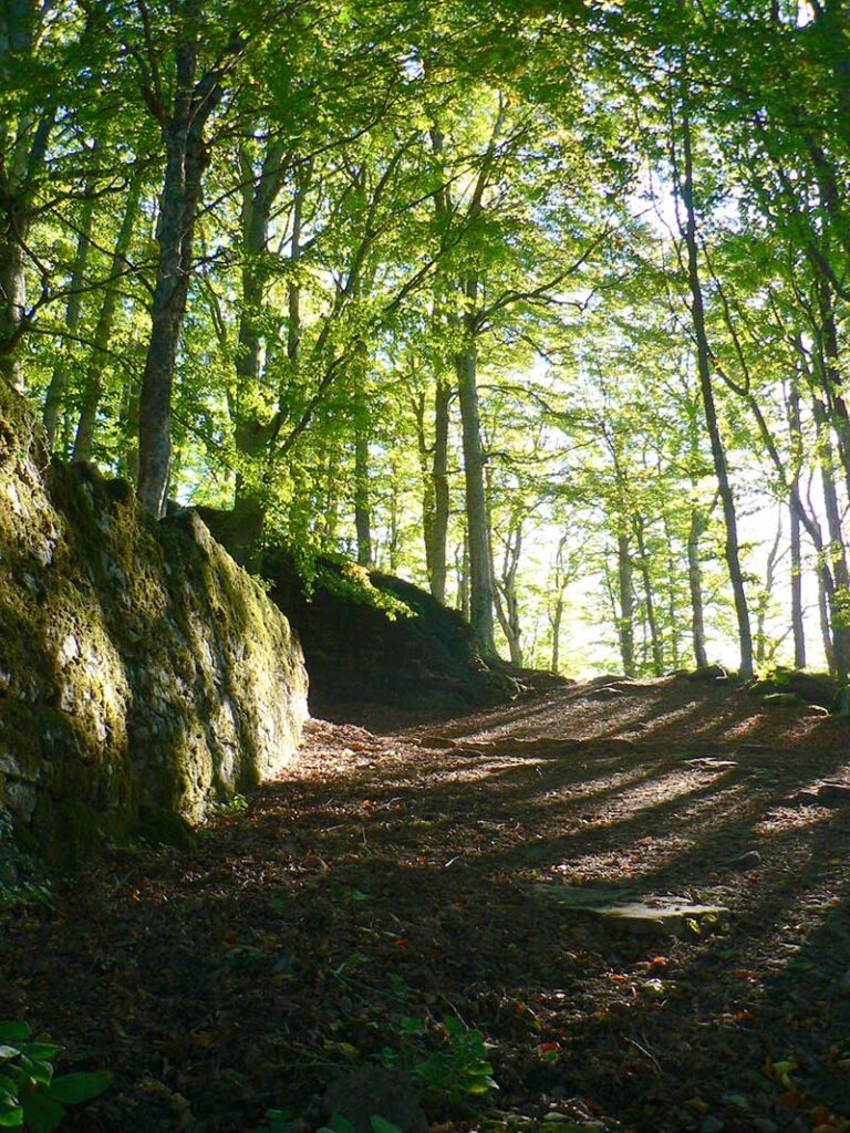 Trees lining a mountain path, symbolising growth, progress, and the journey towards new horizons.